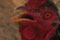thumb4