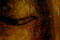 thumb1